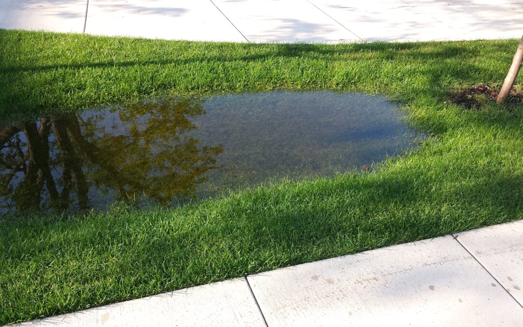 How High Amounts of Moisture Affect Your Turf